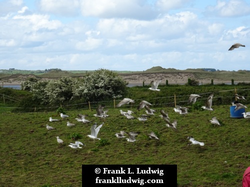 Culleenamore, County Sligo